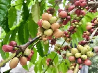 福清的咖啡店_福清咖啡馆_福清喝咖啡的地方